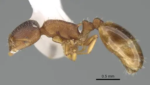 Temnothorax fragosus specimen CASENT0919832 image casent0919832_3