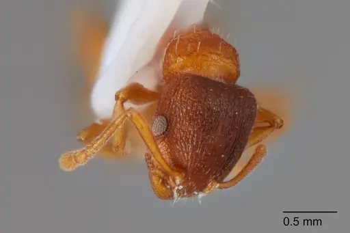 Temnothorax fragosus specimen UTEPENTO60004-01 image utepento60004-01_2