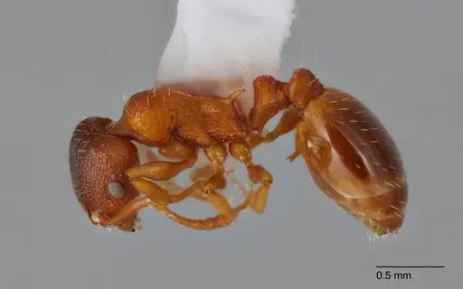 Temnothorax fragosus specimen UTEPENTO60004-01 image utepento60004-01_3