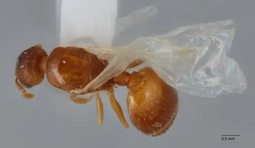 Temnothorax fragosus specimen UTEPENTO60004-02 image utepento60004-02_1