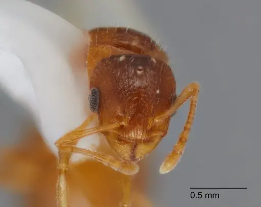 Temnothorax fragosus specimen UTEPENTO60004-02 image utepento60004-02_2