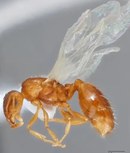 Temnothorax fragosus specimen UTEPENTO60004-02 image utepento60004-02_3