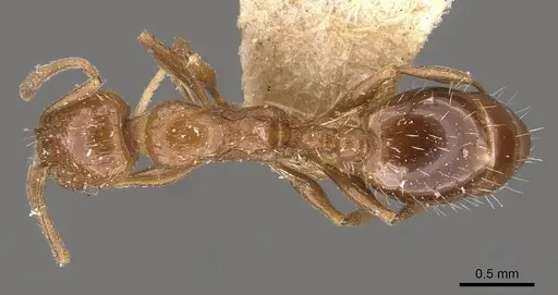 Temnothorax fultonii specimen CASENT0909052 image casent0909052_1
