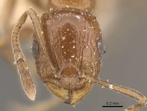 Temnothorax fultonii specimen CASENT0909052 image casent0909052_2