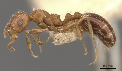 Temnothorax fultonii specimen CASENT0909052 image casent0909052_3