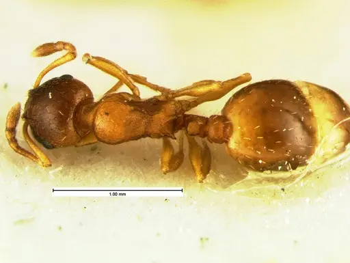 Temnothorax furunculus specimen CASENT0105615 image casent0105615_1