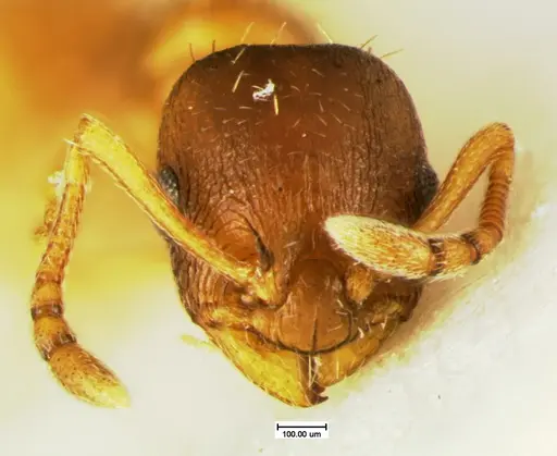 Temnothorax furunculus specimen CASENT0105615 image casent0105615_2