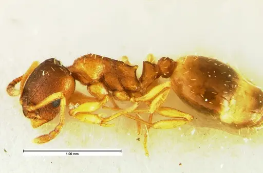 Temnothorax furunculus specimen CASENT0105615 image casent0105615_3
