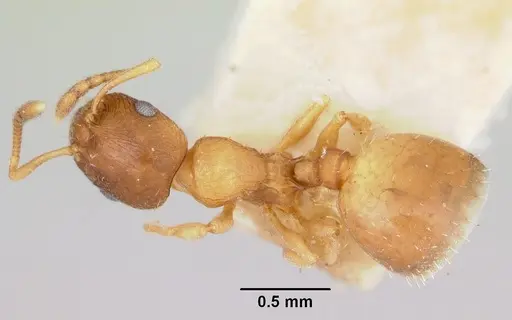 Temnothorax furunculus specimen CASENT0172592 image casent0172592_1