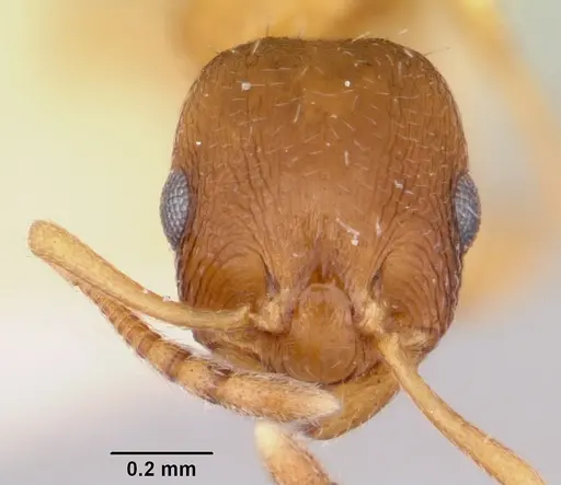 Temnothorax furunculus specimen CASENT0172592 image casent0172592_2