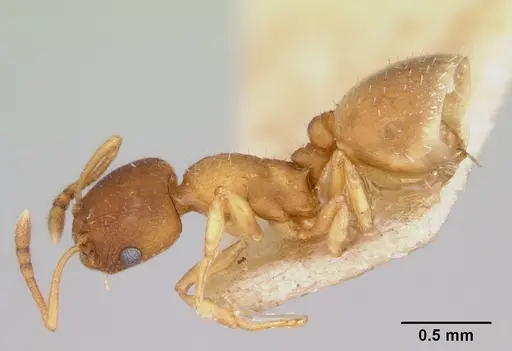 Temnothorax furunculus specimen CASENT0172592 image casent0172592_3