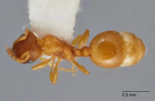 Temnothorax furunculus specimen UTEPENTO60001 image utepento60001_1