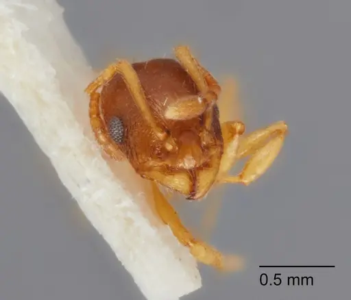 Temnothorax furunculus specimen UTEPENTO60001 image utepento60001_2