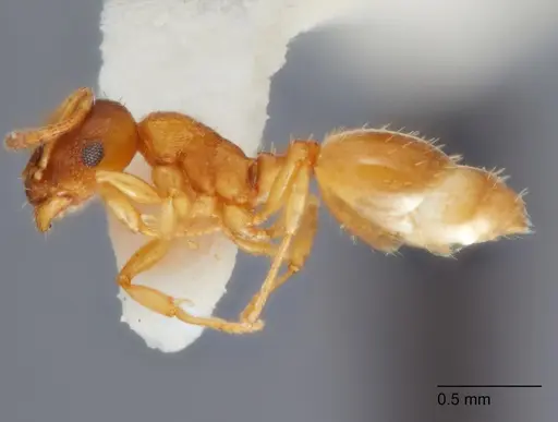 Temnothorax furunculus specimen UTEPENTO60001 image utepento60001_3