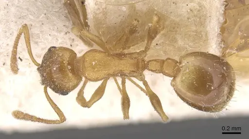 Temnothorax gentilis specimen CASENT0912923 image casent0912923_1
