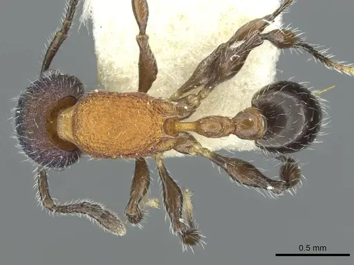 Temnothorax gibbifer specimen CASENT0912942 image casent0912942_1