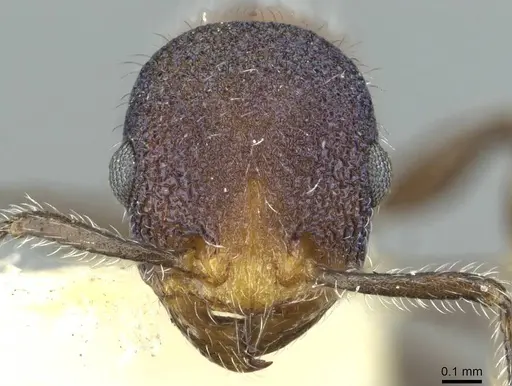 Temnothorax gibbifer specimen CASENT0912942 image casent0912942_2