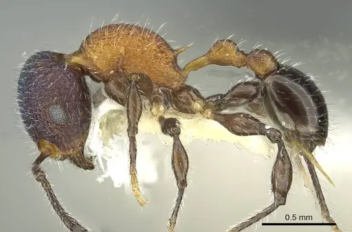 Temnothorax gibbifer specimen CASENT0912942 image casent0912942_3