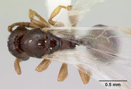 Temnothorax gordiagini specimen CASENT0178548 image casent0178548_1