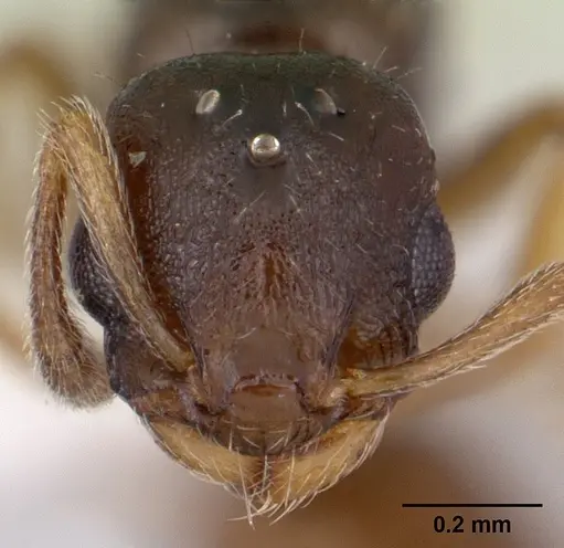 Temnothorax gordiagini specimen CASENT0178548 image casent0178548_2