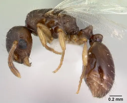 Temnothorax gordiagini specimen CASENT0178548 image casent0178548_3