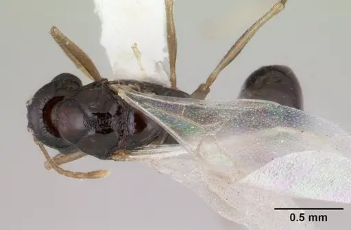Temnothorax gordiagini specimen CASENT0178549 image casent0178549_1