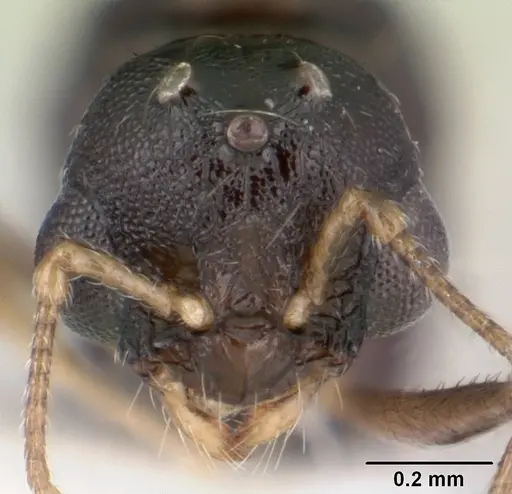 Temnothorax gordiagini specimen CASENT0178549 image casent0178549_2