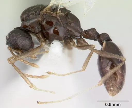Temnothorax gordiagini specimen CASENT0178549 image casent0178549_3