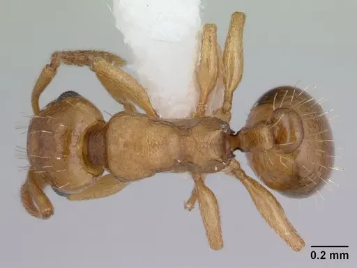 Temnothorax gordiagini specimen CASENT0178550 image casent0178550_1
