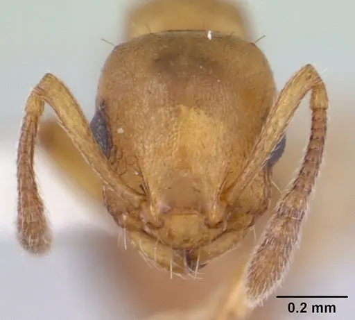 Temnothorax gordiagini specimen CASENT0178550 image casent0178550_2