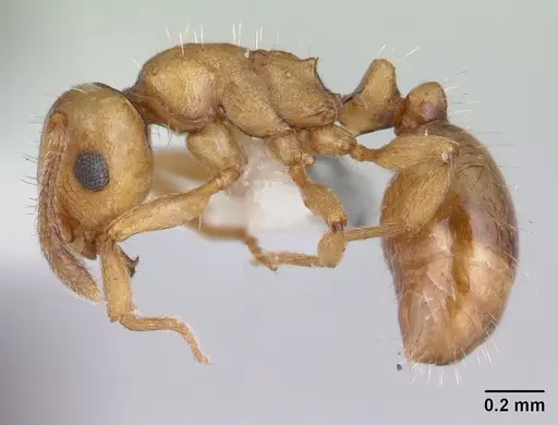Temnothorax gordiagini specimen CASENT0178550 image casent0178550_3