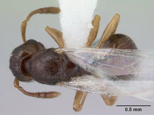 Temnothorax gordiagini specimen CASENT0178551 image casent0178551_1