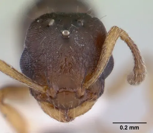 Temnothorax gordiagini specimen CASENT0178551 image casent0178551_2