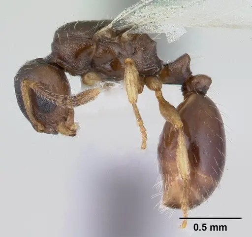Temnothorax gordiagini specimen CASENT0178551 image casent0178551_3