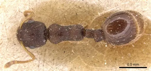 Temnothorax gordiagini specimen CASENT0904773 image casent0904773_1