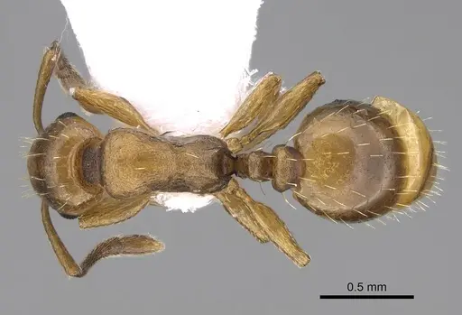 Temnothorax gordiagini specimen CASENT0922702 image casent0922702_1