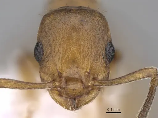 Temnothorax gordiagini specimen CASENT0922702 image casent0922702_2