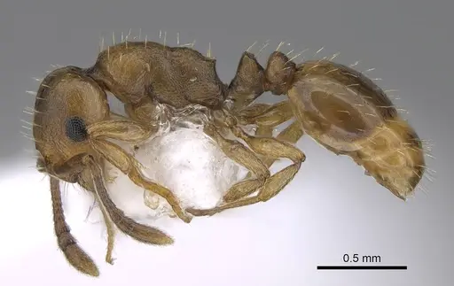Temnothorax gordiagini specimen CASENT0922702 image casent0922702_3