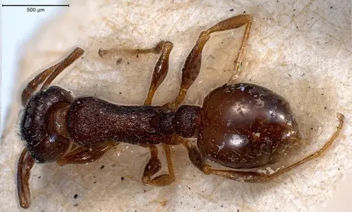 Temnothorax grouvellei specimen ANTWEB1008440 image antweb1008440_1