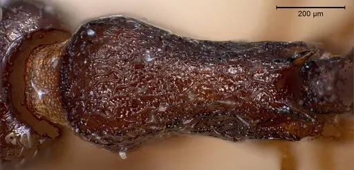 Temnothorax grouvellei specimen ANTWEB1008440 image antweb1008440_2