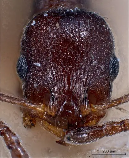 Temnothorax grouvellei specimen ANTWEB1008440 image antweb1008440_3
