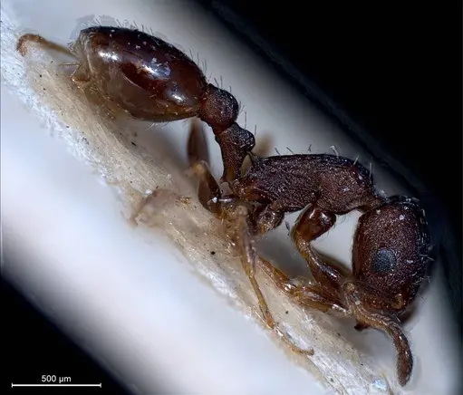 Temnothorax grouvellei specimen ANTWEB1008440 image antweb1008440_5