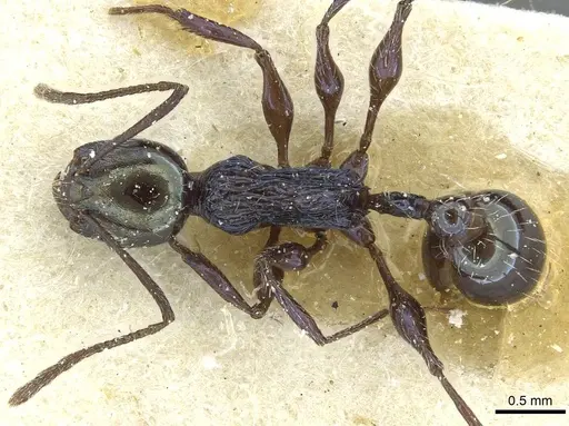 Temnothorax gundlachi specimen CASENT0912890 image casent0912890_1