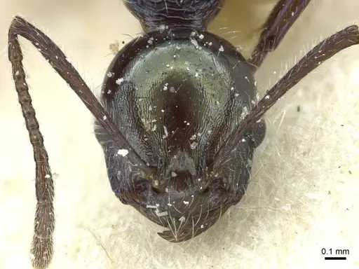 Temnothorax gundlachi specimen CASENT0912890 image casent0912890_2