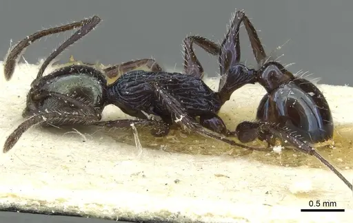 Temnothorax gundlachi specimen CASENT0912890 image casent0912890_3