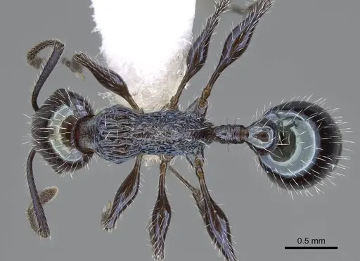 Temnothorax gundlachi specimen CASENT0916006 image casent0916006_1