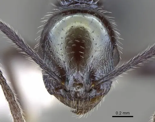 Temnothorax gundlachi specimen CASENT0916006 image casent0916006_2