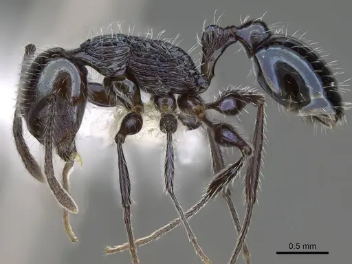 Temnothorax gundlachi specimen CASENT0916006 image casent0916006_3