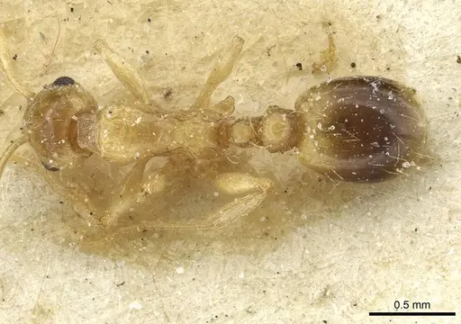Temnothorax hadrumetensis specimen CASENT0912946 image casent0912946_1