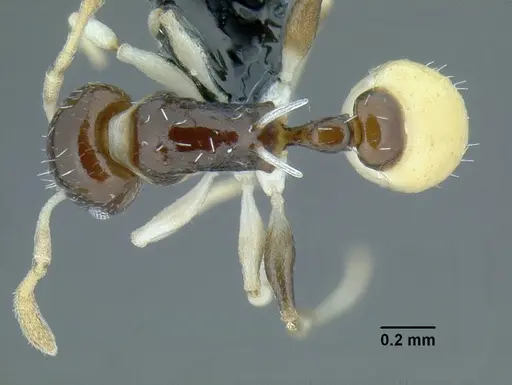 Temnothorax harlequina specimen CASENT0756091 image casent0756091_1